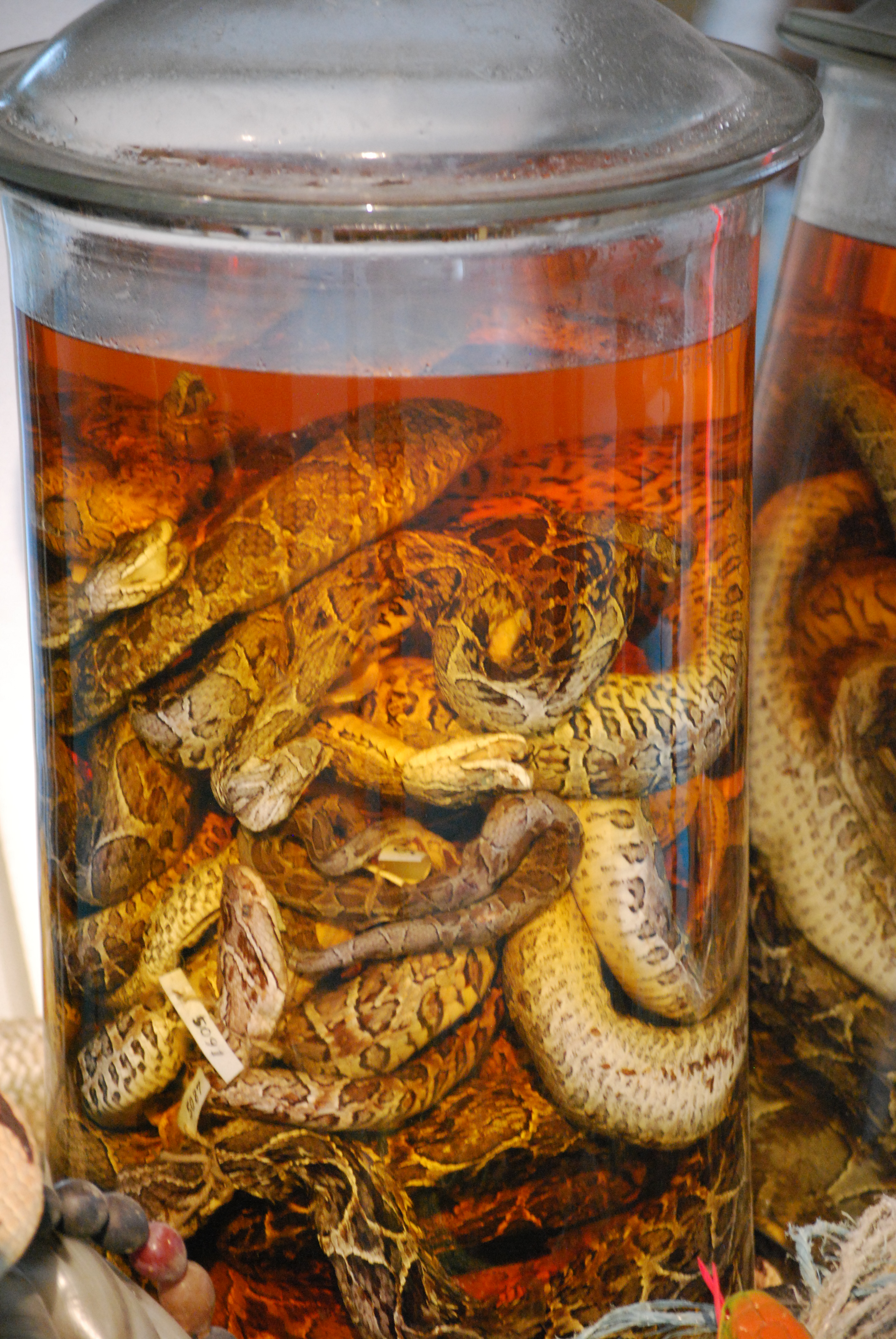 Rolandseck Hans Arp Museum 020