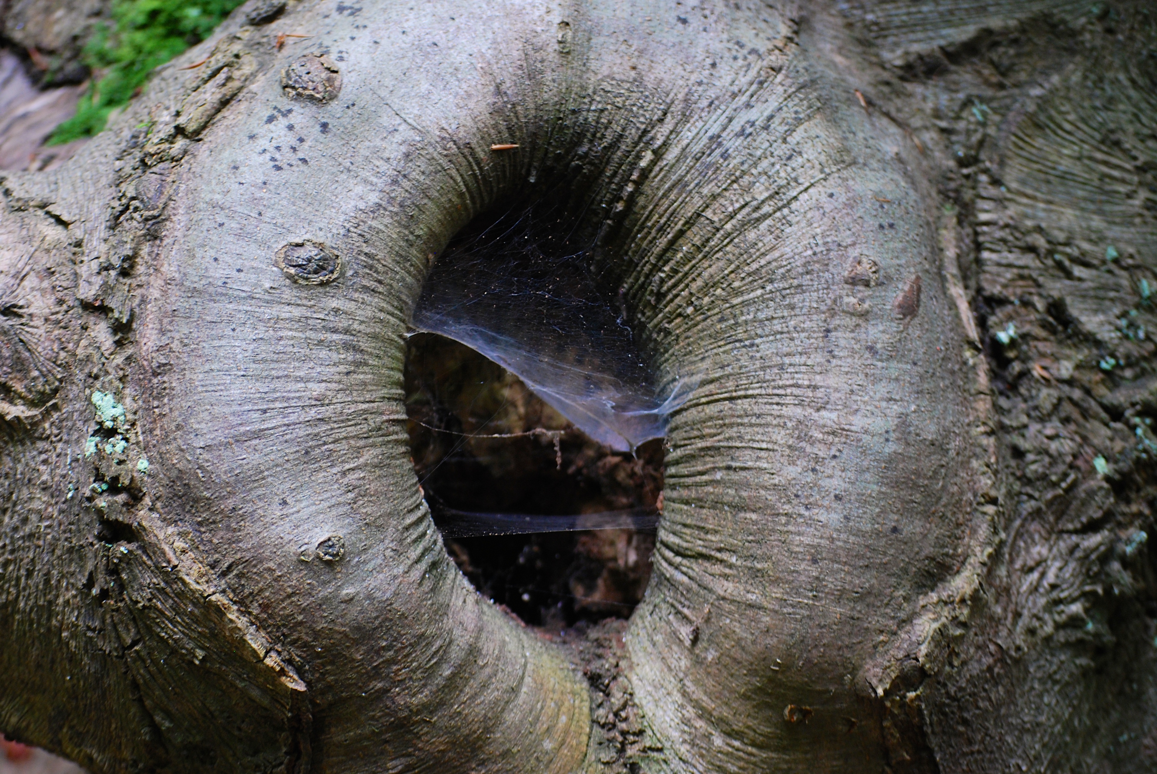 Hohl kann durchaus schön sein