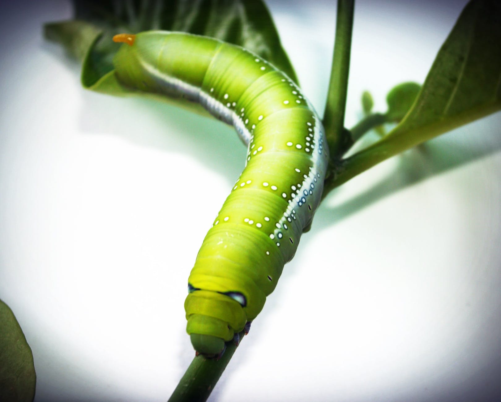 green caterpillar