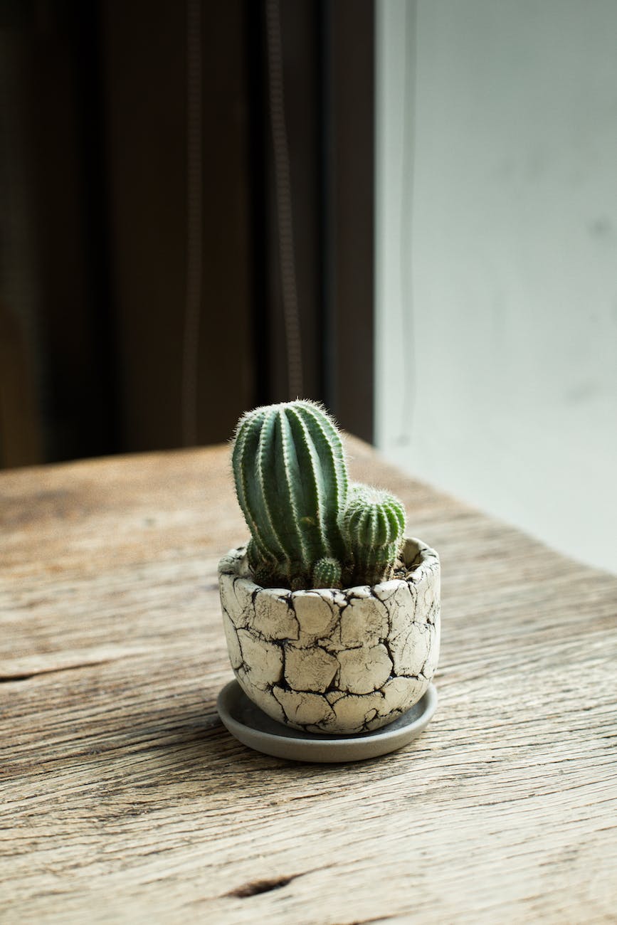 photo of cactus plant on top of the table