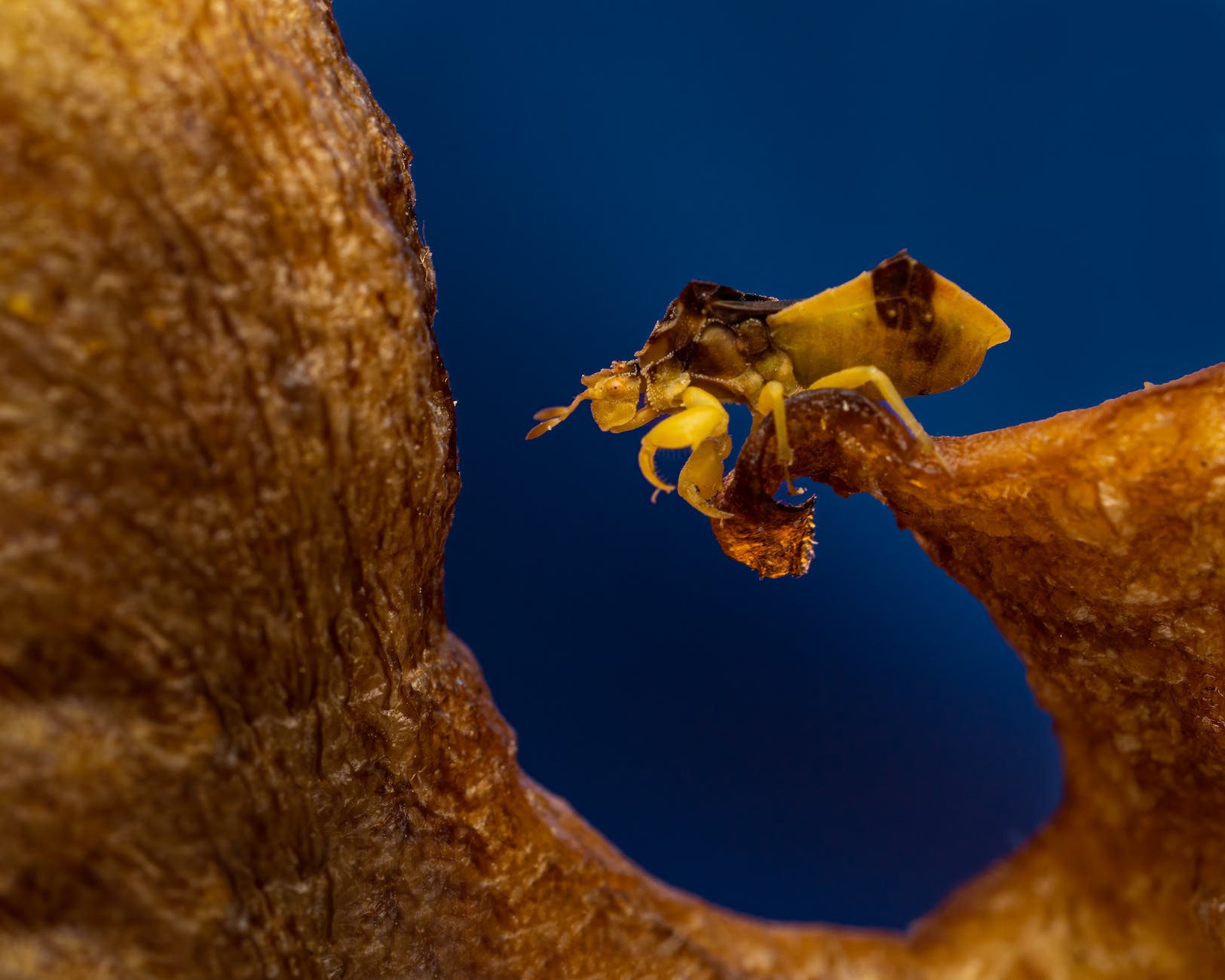 insect crawling on brown curvy surface in evening