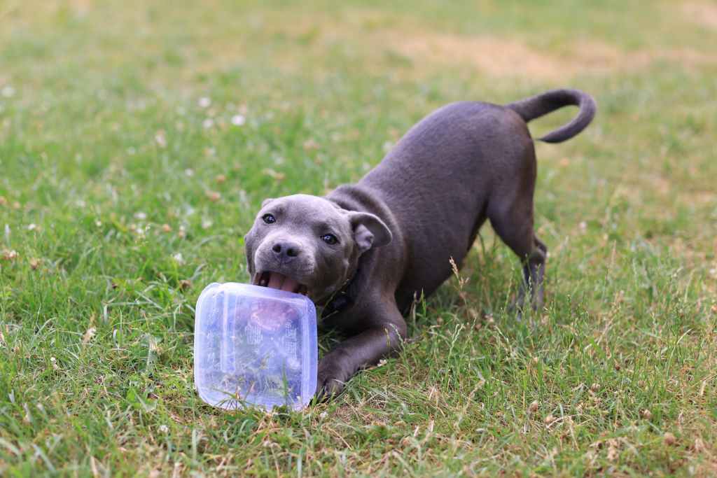 staffordshire bull terrier puppy biting a tupperware