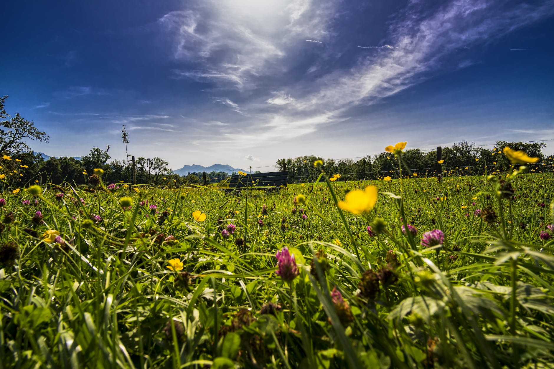 bed of flowers