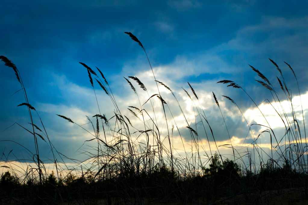 tall grass under cloudy day sky