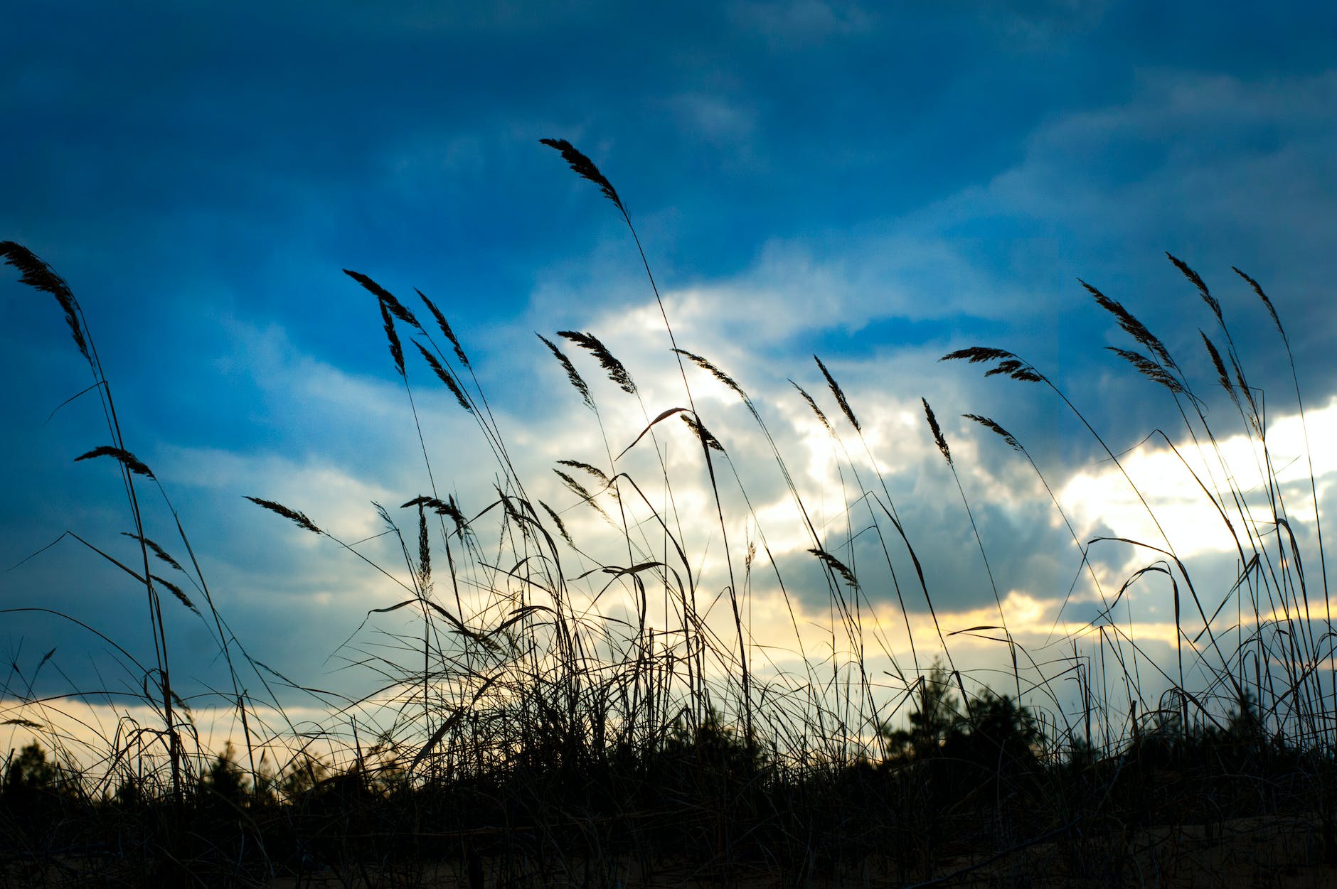 tall grass under cloudy day sky